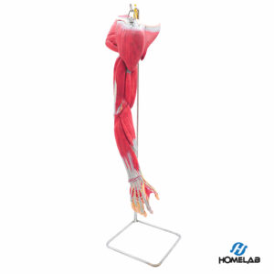 20387s - braço com músculos, vasos e nervos em 6 partes - homelab (2)